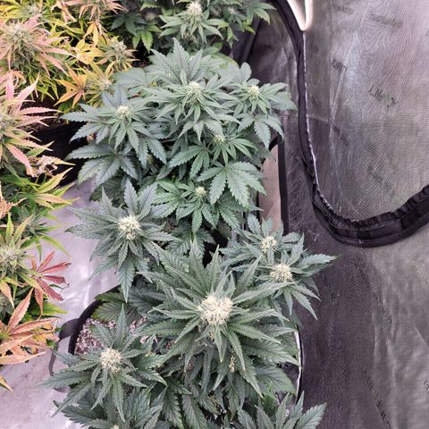 Night owl Americhemdream growlog timeline photo