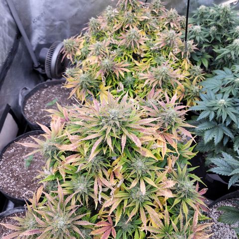 Night owl vanilla fizz growlog timeline photo