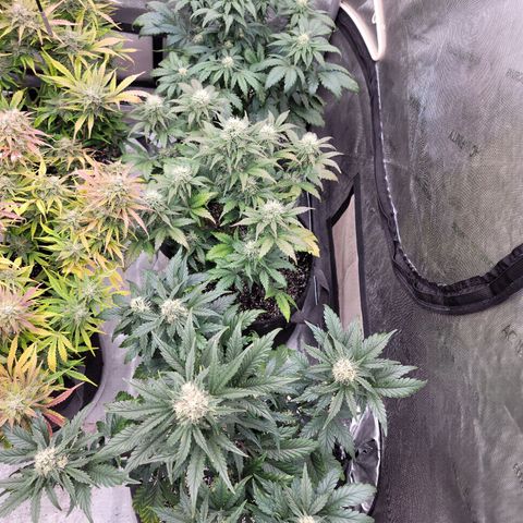Night owl Americhemdream growlog timeline photo