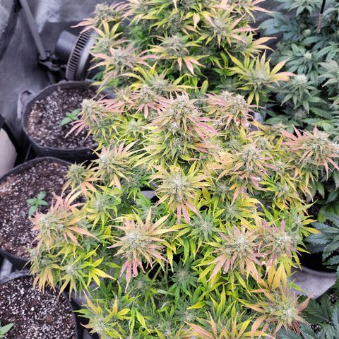 Night owl vanilla fizz growlog timeline photo
