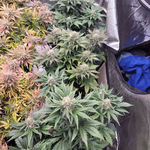 Night owl Americhemdream growlog timeline photo