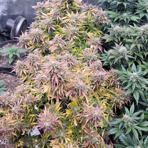 Night owl vanilla fizz growlog timeline photo