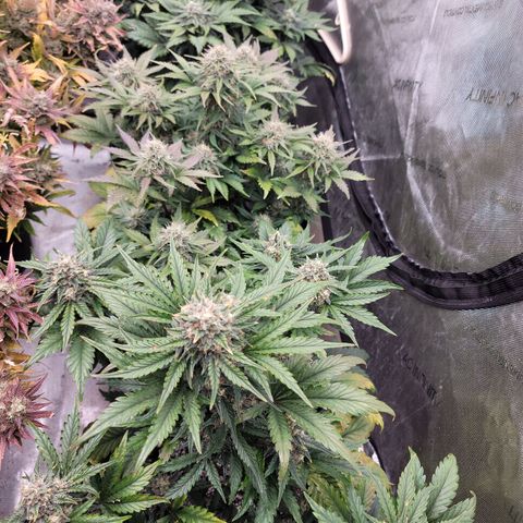 Night owl Americhemdream growlog timeline photo