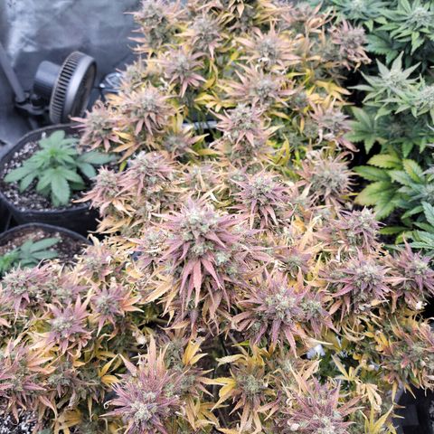 Night owl vanilla fizz growlog timeline photo