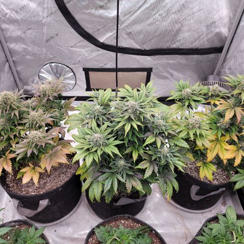 Night owl Americhemdream growlog timeline photo