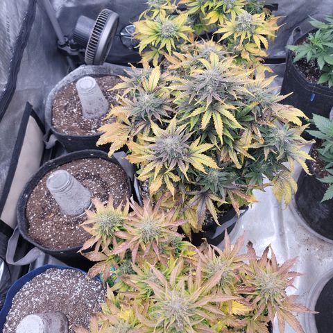 Night owl Americhemdream growlog timeline photo
