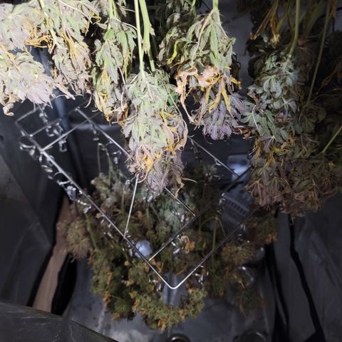Night owl vanilla fizz growlog timeline photo