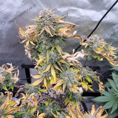 Night owl Americhemdream growlog timeline photo