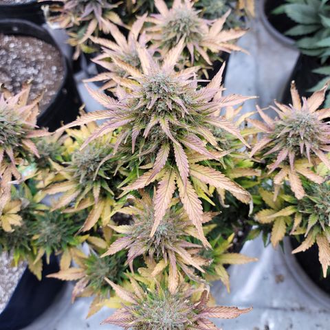 Night owl Americhemdream growlog timeline photo