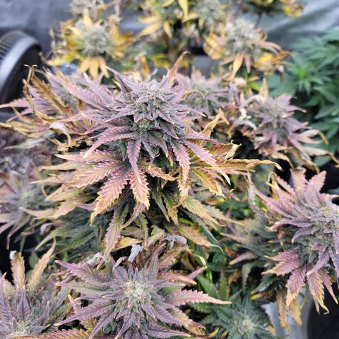 Night owl Americhemdream growlog timeline photo