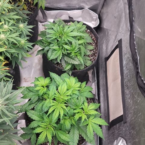 Orange Sherbet Auto growlog timeline photo