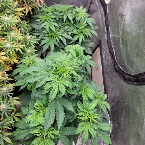 Orange Sherbet Auto growlog timeline photo