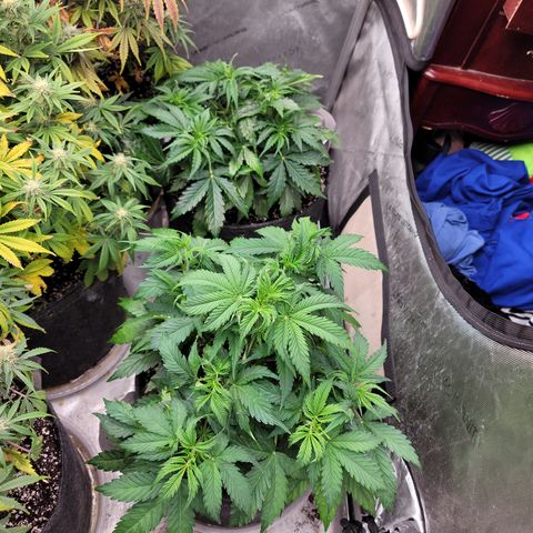 Orange Sherbet Auto growlog timeline photo