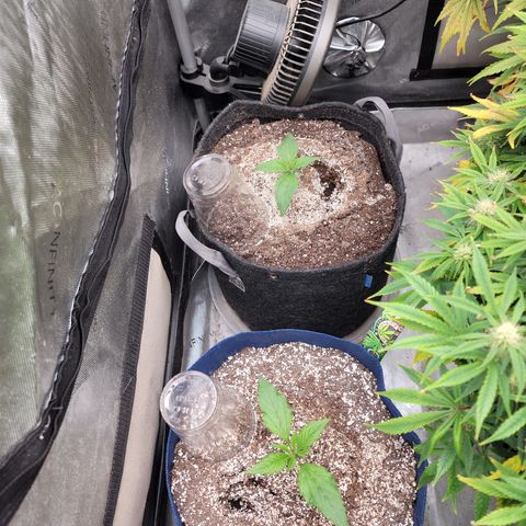 Amnesia Zkittlez Auto growlog timeline photo