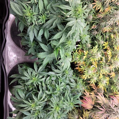 Orange Sherbet Auto growlog timeline photo