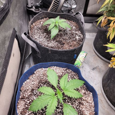 Amnesia Zkittlez Auto growlog timeline photo