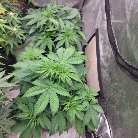 Orange Sherbet Auto growlog timeline photo