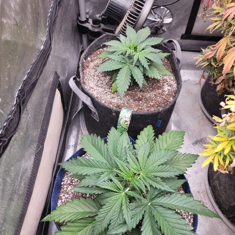 Amnesia Zkittlez Auto growlog timeline photo