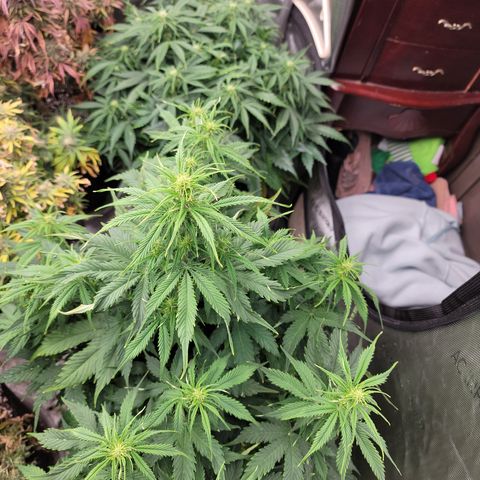 Orange Sherbet Auto growlog timeline photo