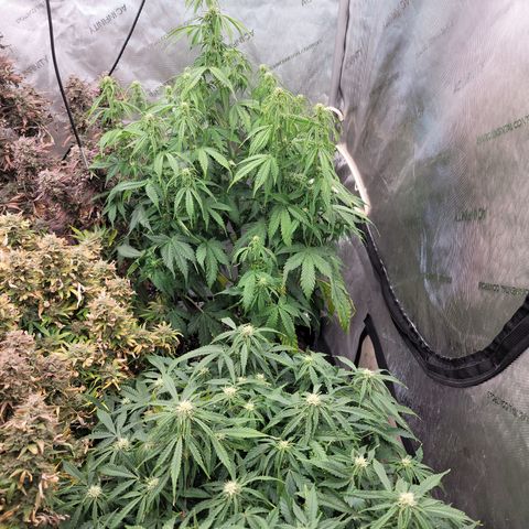 Orange Sherbet Auto growlog timeline photo