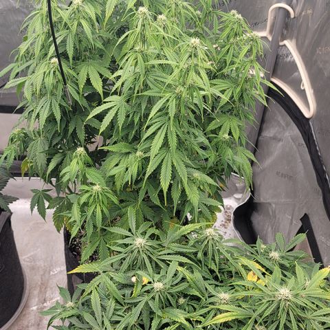 Orange Sherbet Auto growlog timeline photo