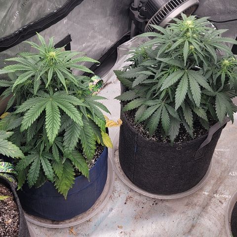 Amnesia Zkittlez Auto growlog timeline photo