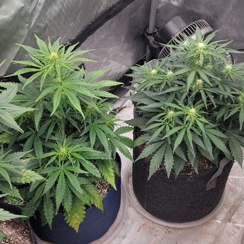 Amnesia Zkittlez Auto growlog timeline photo