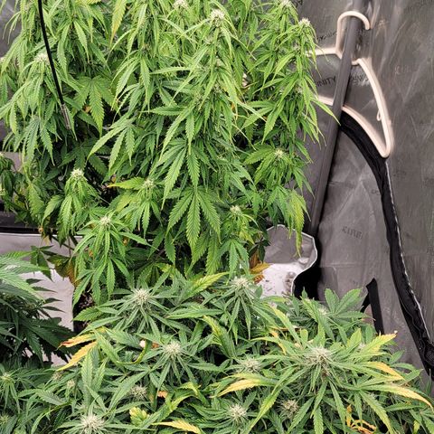 Orange Sherbet Auto growlog timeline photo