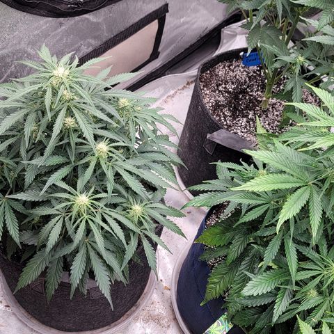 Amnesia Zkittlez Auto growlog timeline photo