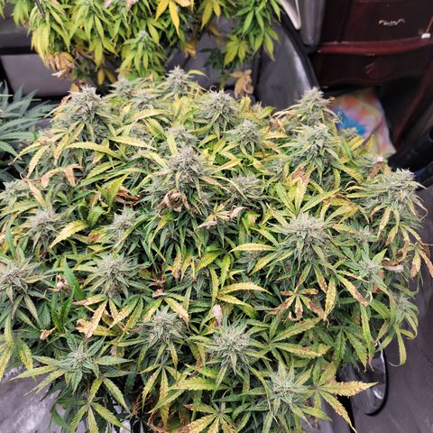 Orange Sherbet Auto growlog timeline photo