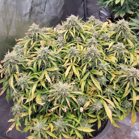 Orange Sherbet Auto growlog timeline photo