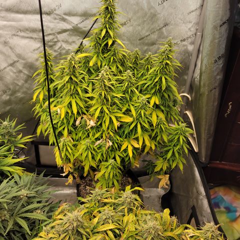 Orange Sherbet Auto growlog timeline photo