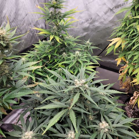 Amnesia Zkittlez Auto growlog timeline photo