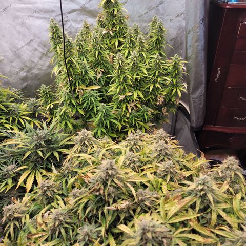 Orange Sherbet Auto growlog timeline photo