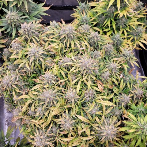 Orange Sherbet Auto growlog timeline photo