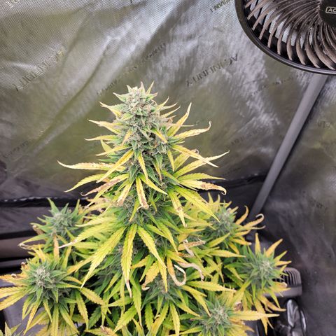 Amnesia Zkittlez Auto growlog timeline photo