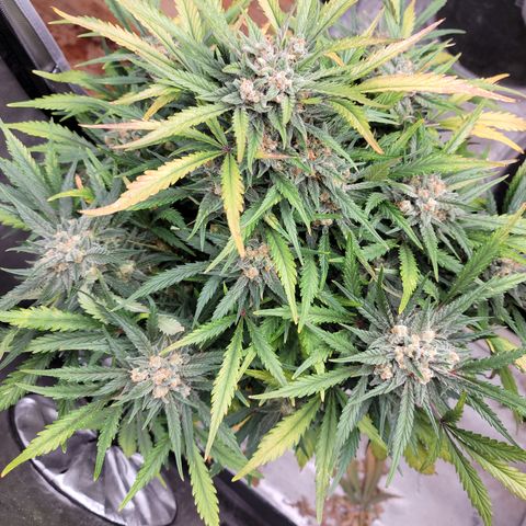 Amnesia Zkittlez Auto growlog timeline photo