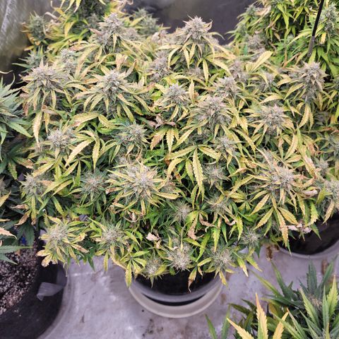 Orange Sherbet Auto growlog timeline photo