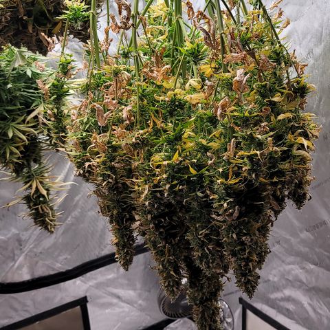 Amnesia Zkittlez Auto growlog timeline photo
