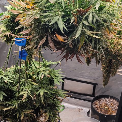 Amnesia Zkittlez Auto growlog timeline photo