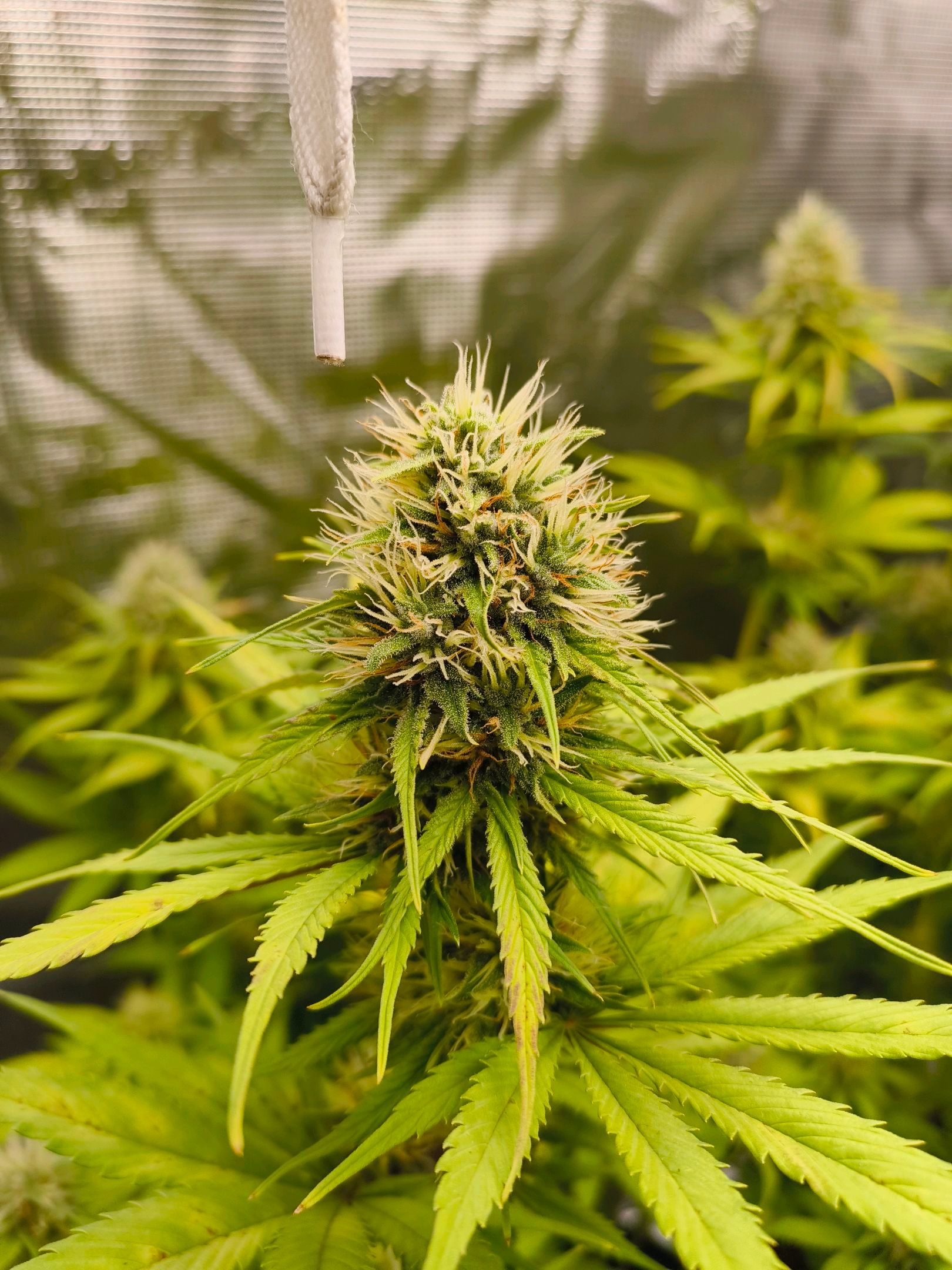 Skunk #1 #3 growlog header