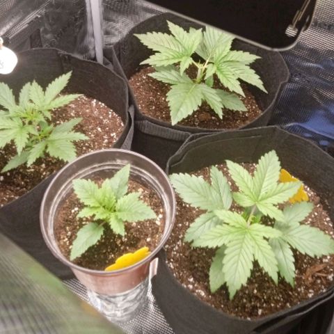 Skunk #1 #3 growlog photo
