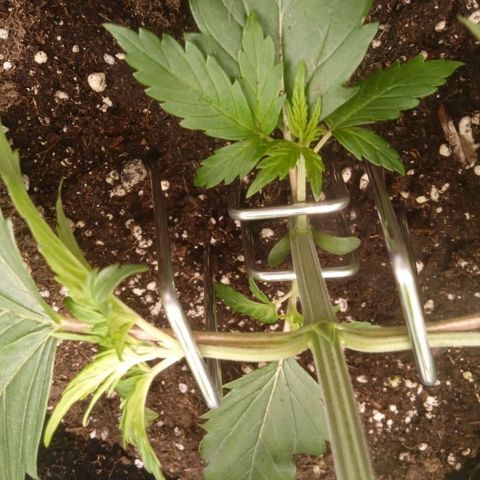 Skunk #1 #3 growlog photo