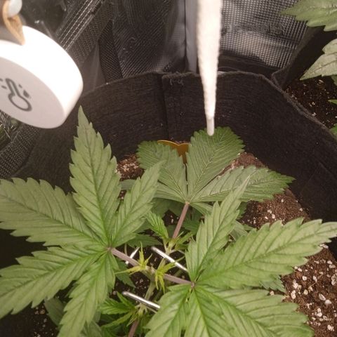 Skunk #1 #3 growlog photo