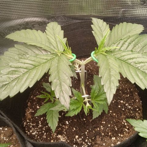 Skunk #1 #3 growlog photo