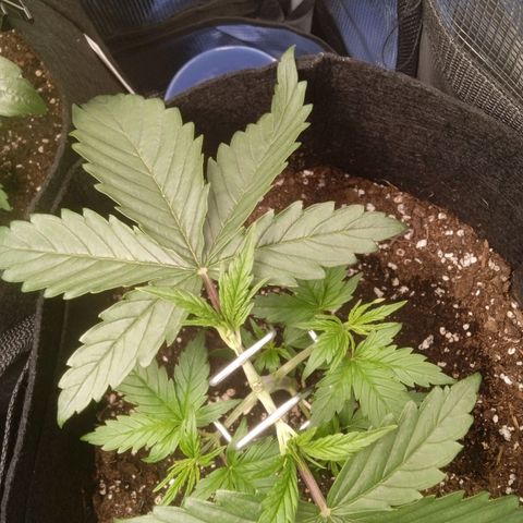 Skunk #1 #3 growlog photo: Lst 