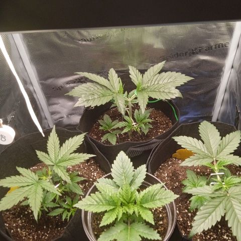 Skunk #1 #3 growlog timeline photo
