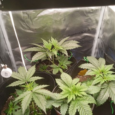 Skunk #1 #3 growlog timeline photo