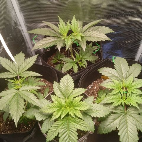 Skunk #1 #3 growlog timeline photo