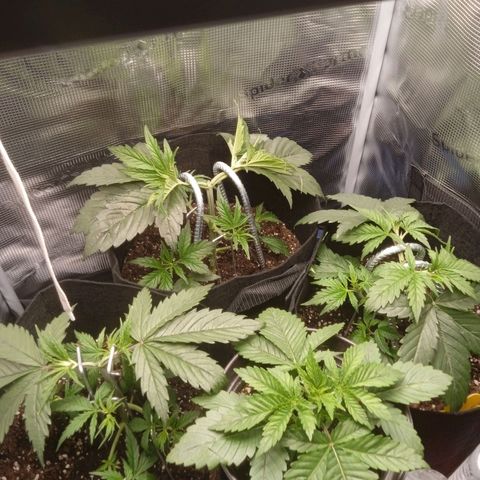 Skunk #1 #3 growlog timeline photo